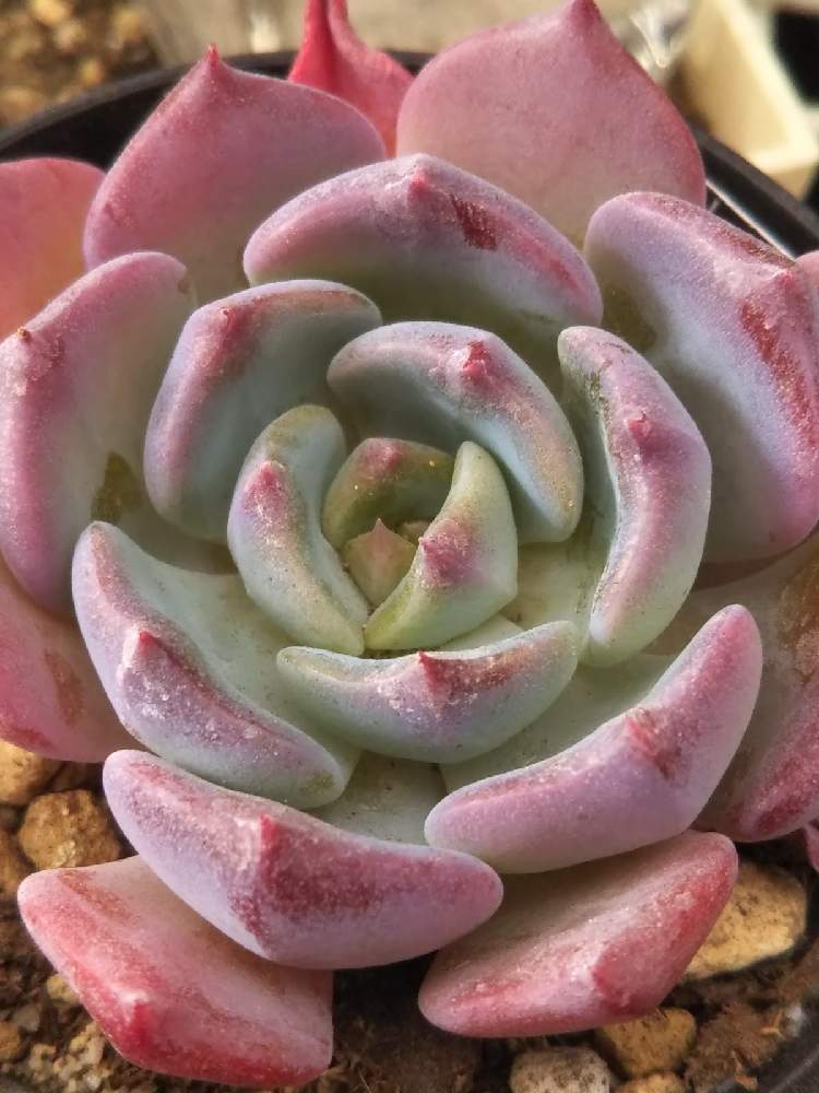 棚の画像 by はははさん | 棚と多肉屋敷と多肉植物と観葉植物とブルートパーズと多肉紅葉とエケベリア ブルートパーズとおうち園芸とエケベリア属と紅葉多肉と群生派