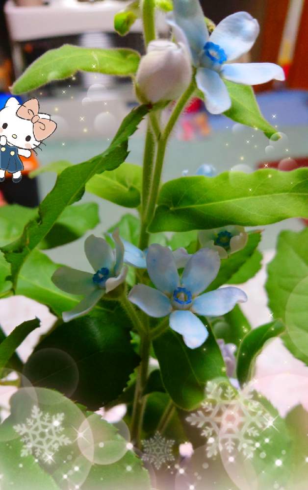 部屋の画像 by みゆさん | 部屋とブルースター✿と好き✿と❤️M.family❤️とありがとうと花のある暮らし
