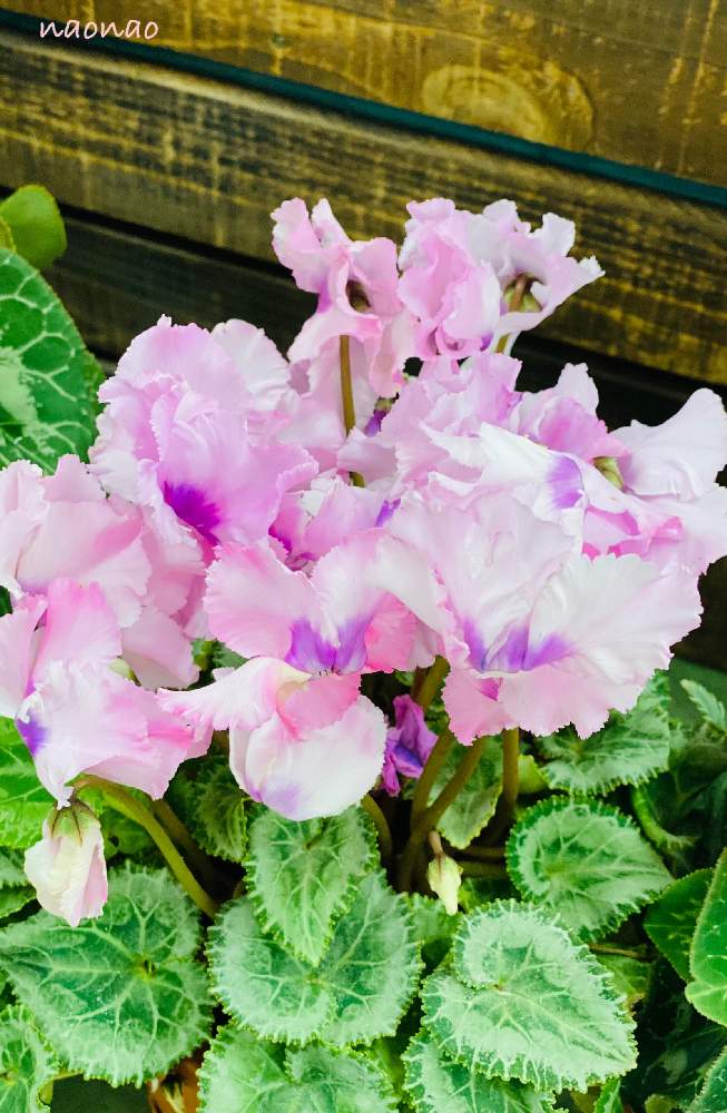 の画像 by nao70*さん | シクラメンと可憐と花のある暮らしと春色と心がほっこりとありがとうの気持ちを込めて