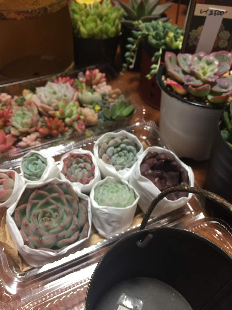 部屋の画像 by ミントとアンナさん | 部屋と多肉植物と多肉の寄せ植えと多肉大好きと家庭菜園と多肉に虹がかかるとおうち園芸と野菜畑❕と多肉 箱庭とちまちま寄せと防寒対策