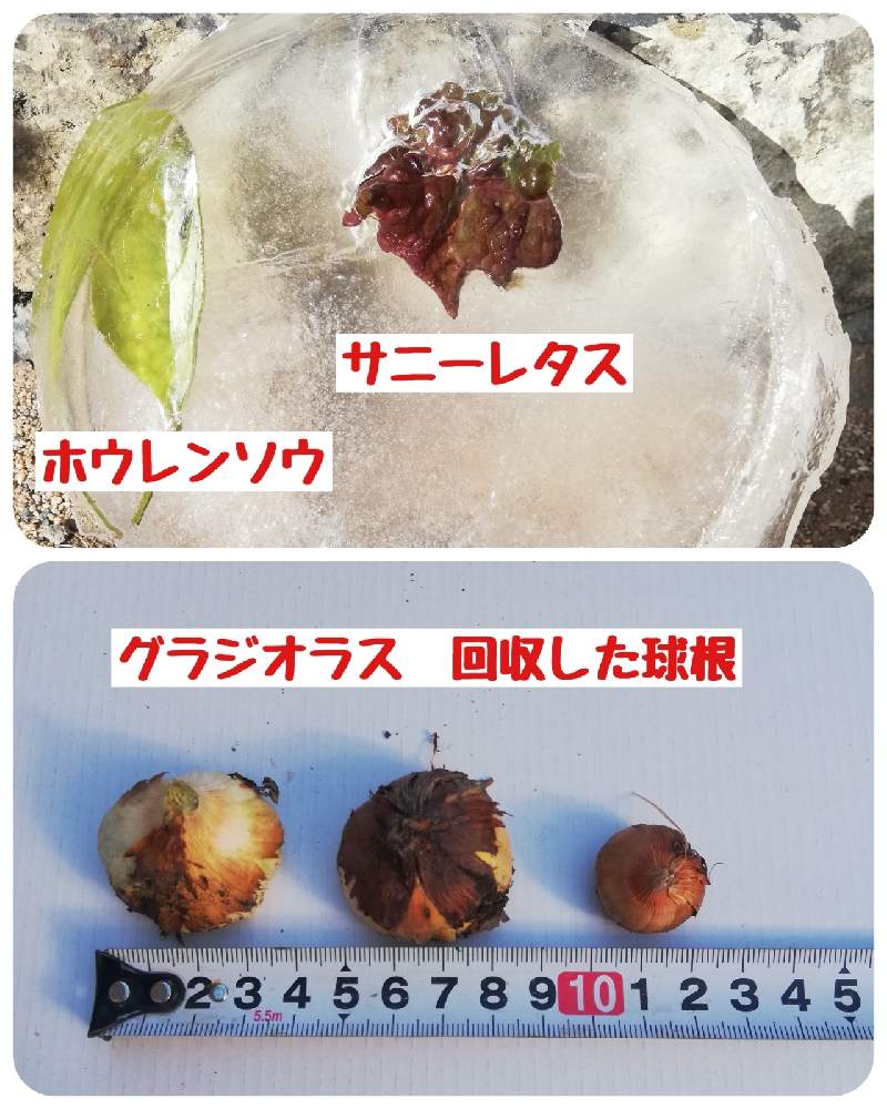 小さな庭の画像 by ワイルドガーデンさん | 小さな庭と花のある暮らしと家庭菜園奮闘日記とおうち園芸とおうちde菜園