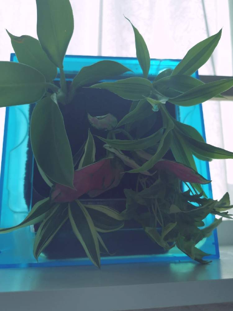 の画像 by ひろさん | 観葉植物とよろしくお願いしますとGS映えとGS日和とGSミニモニ。とコロナおしりペンペン( ・᷄ὢ・᷅ )と熱帯植物