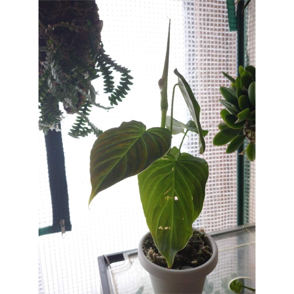 の画像 by やぎ座さん | フィロデンドロンとPhilodendron verrucosum typeと観葉植物と新潟県とヤギのハウスはビニール温室