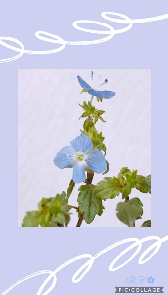 窓辺の画像 by ✿・゚ブル~デイジ~✿さん | 窓辺とベロニカ・オックスフォードブルーとブルーのお花好きとおうち園芸といいね♡いつもありがとうございます♡と小花好き♡