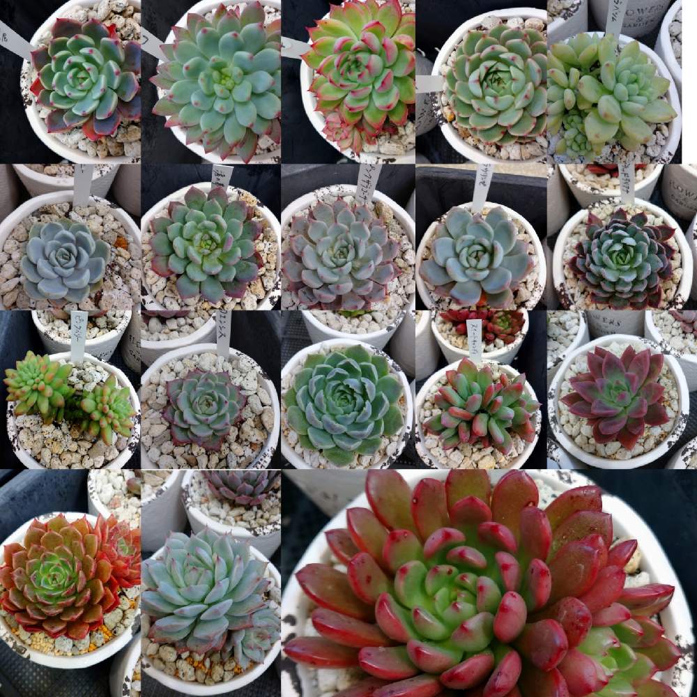 部屋の画像 by かくれんぼさん | 部屋と#多肉植物と多肉の棚と寄せ植えと自然界の色と植物の力と植物が人を繋ぐと愛猫家と冬支度と多肉の紅葉✨とお花大好き✨と心のゆとりと多肉寄せ植えと多肉初心者