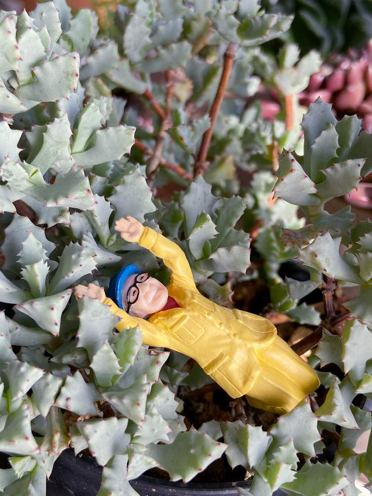 窓辺の画像 by ともさん | 窓辺と琴爪菊とオスクラリア属 琴爪菊と多肉植物とムツゴロウさんとみどりのある暮らしと観葉植物と植物のある暮らしとチクチクと多肉のある暮らしとおうち園芸と植中毒と緑のある暮らしと大きくな〜れ!と多肉女子と記録と立派になってね!と可愛いと葉っぱ好きとオスクラリア琴爪菊と琴爪菊☆