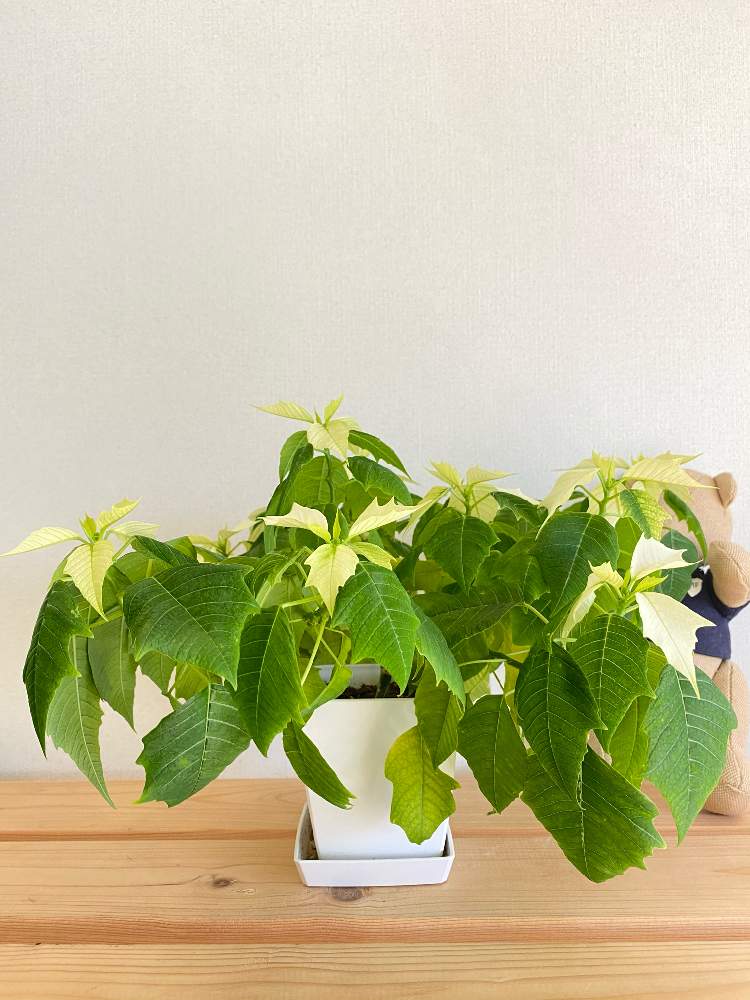 の画像 by nicoさん | ポインセチア アラスカと観葉植物とユーフォルビア属(観葉)とn⁂002とn⁂111とポインセチア挿し木と挿し木と成長記録