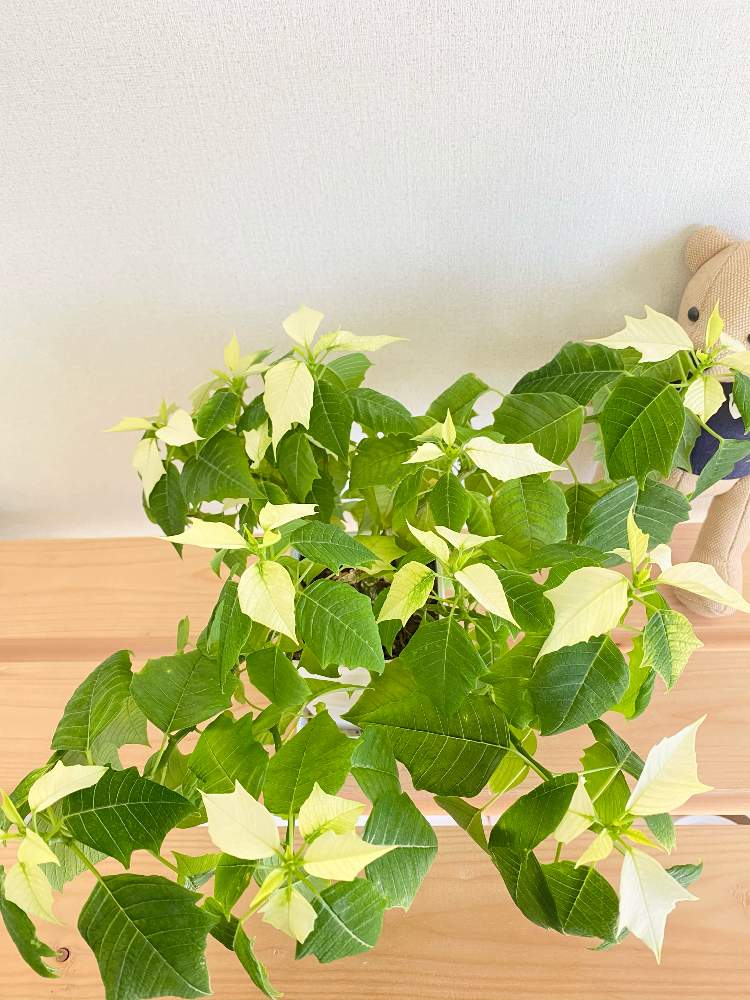 の画像 by nicoさん | ポインセチア アラスカと観葉植物とユーフォルビア属(観葉)とn⁂002とn⁂111とポインセチア挿し木と挿し木と成長記録