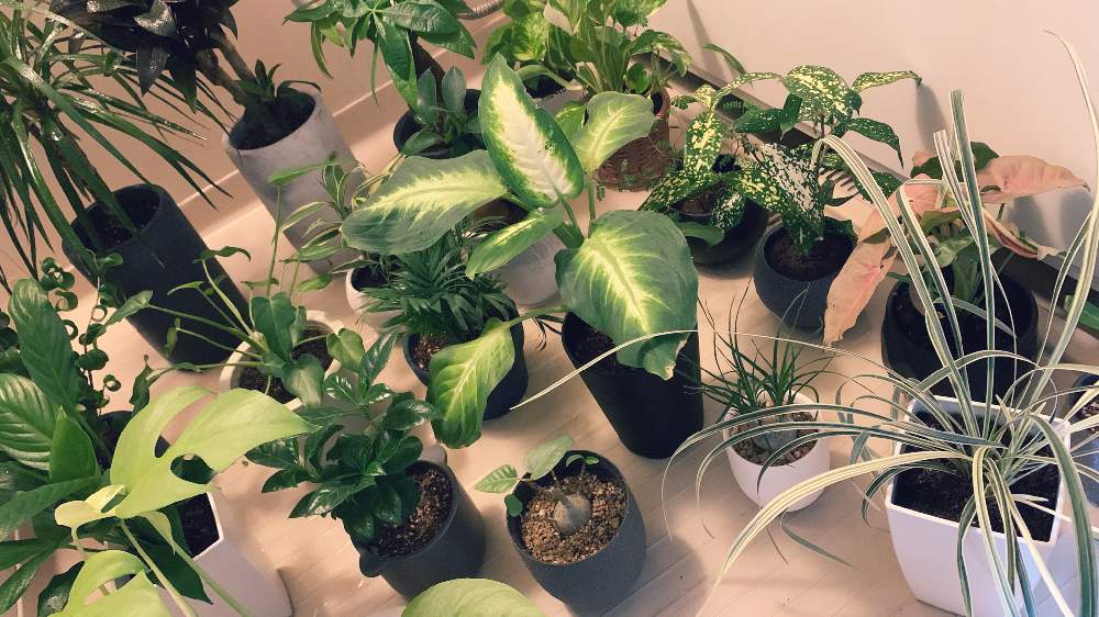 部屋の画像 by まさおじさん | 部屋となんか色々と観葉植物