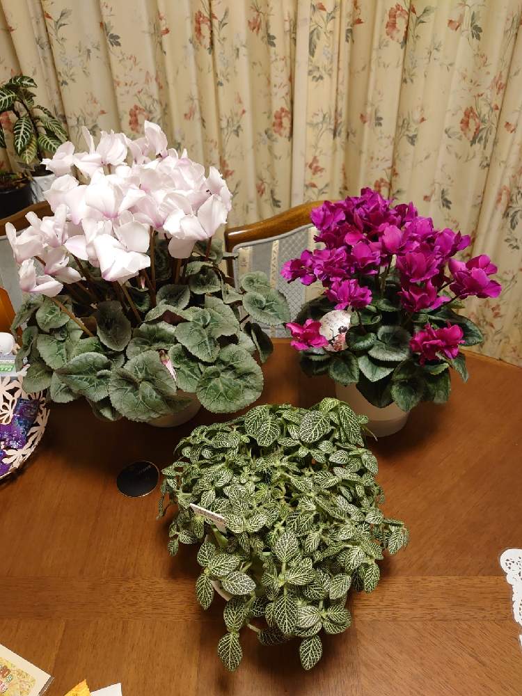 キッチンの画像 by 天空のバラの五線譜さん | キッチンと観葉植物とおうち園芸と花のある暮らしと花色癒しと シクラメン