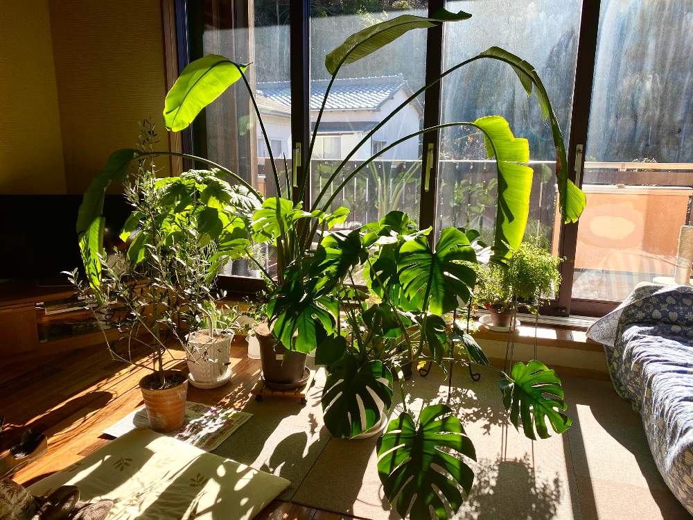 インテリアの画像 by hideさん | インテリアと南向き配置をゲット!と観葉植物と南向きと植物男子と我が家のシンボルツリーとポトス♪と男の観葉植物と葉水は大事とフィロンデンドロンとインドアグリーンのある暮らしと植物好きに俺はなると素敵な1日をと我が家の植物紹介と晴天と新芽と青空とザナドゥとインテリアグリーンと癒しのひと時と オーガスタ
