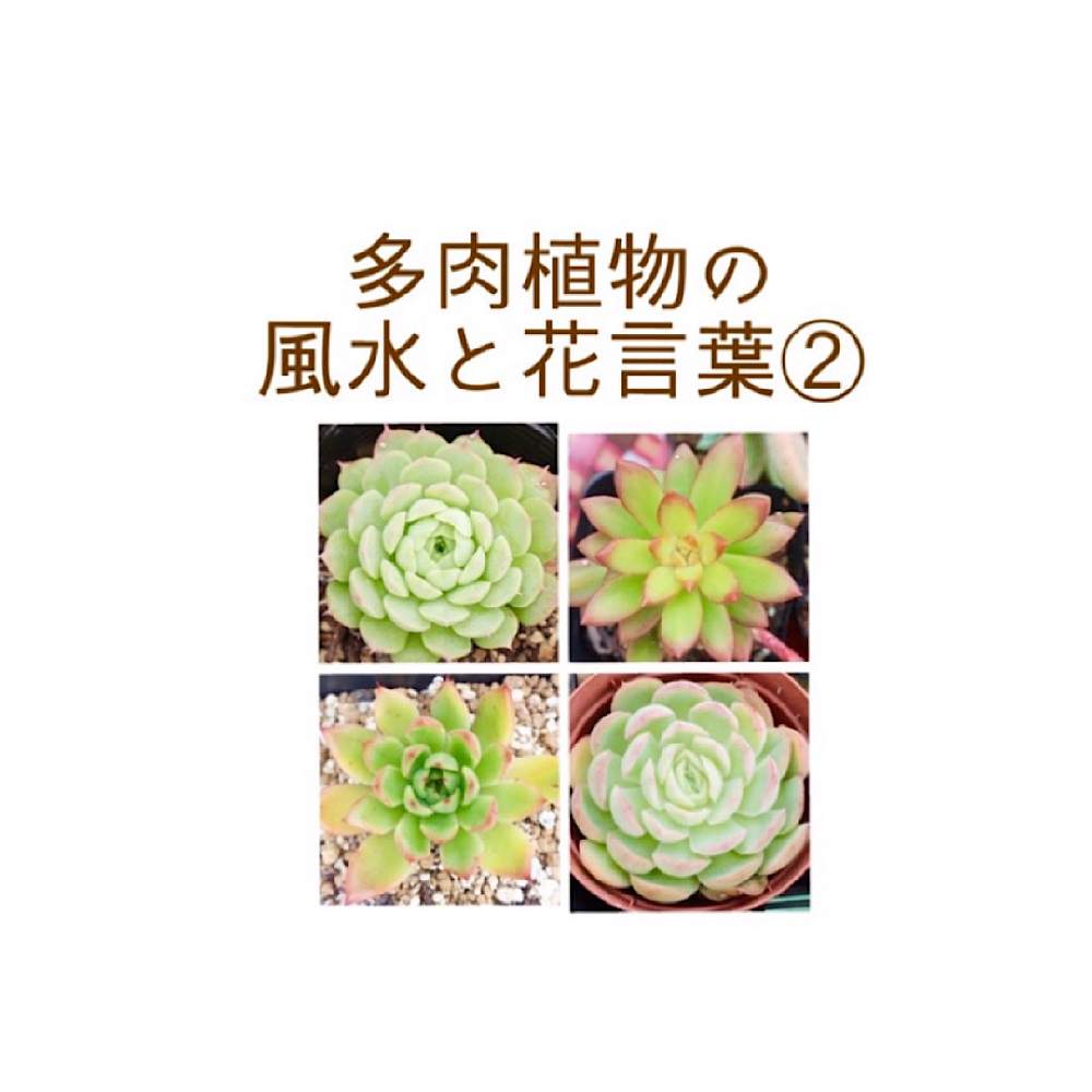 小さな庭の画像 by 多肉堂ホリユミさん | 小さな庭とセダム属と多肉植物とタニパトと多肉大好きと多肉植物寄せ植えと多肉のある暮らしとおうち園芸とエケベリア属と多肉女子とタニラーと韓国苗とガーデニングと多肉棚と多肉植物の育て方と多肉寄せ植えと多肉狩り