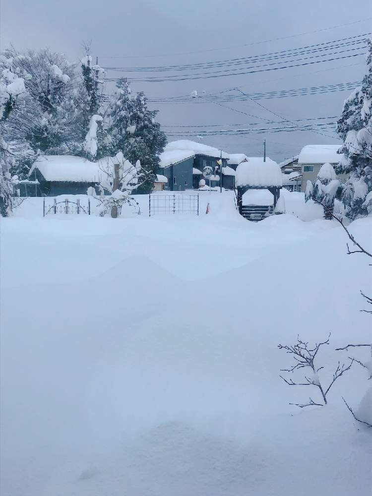 畑の画像 by まなあゆさん | 畑と大雪とパーゴラDIYとDIYパーゴラ