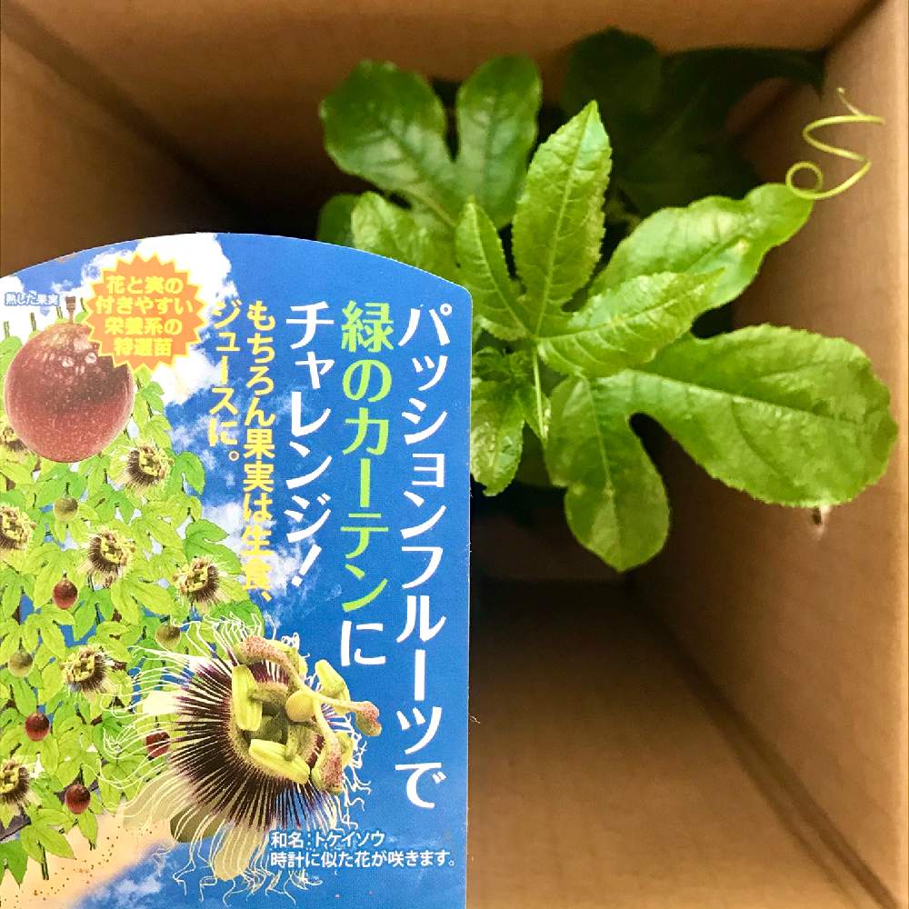 部屋の画像 by アンジュローズ 徳島 阿南さん | 部屋とパッションフルーツと果物時計草(パッションフルーツ)とトケイソウとグリーンカーテンとグリーンカーテン出来るかなとおうちde菜園と緑のカーテンと緑のカーテンにチャレンジとおうち園芸