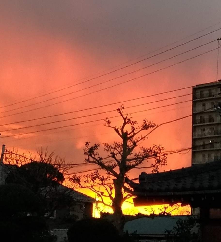 広い庭の画像 by rubyさん | 広い庭とモチノキとモチノキの向こうの夕焼けと燃える様な夕焼け