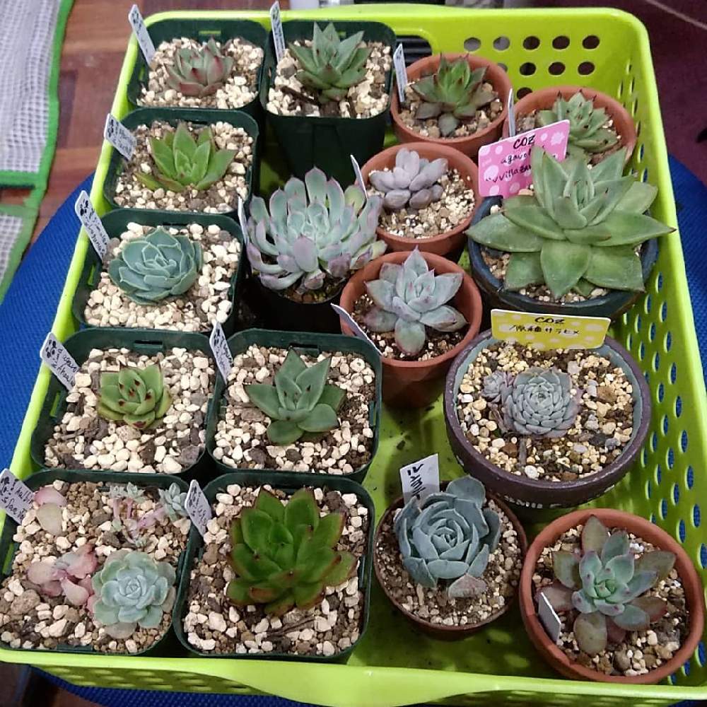 棚の画像 by asuka0517さん | 棚と多肉植物とリメ缶とこりゃハマる!とおうち園芸と私のお宝と皆様に感謝とリメ鉢と長野県とお日様不足とプレ企画と小さな幸せ
