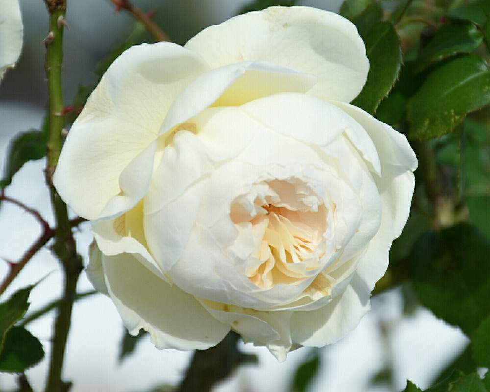 の画像 by naokichiさん | ばら バラ 薔薇と薔薇愛同盟とマイガーデンとバラのある暮らしとおうち園芸と花のある暮らしと薔薇♪とバラ・ミニバラ