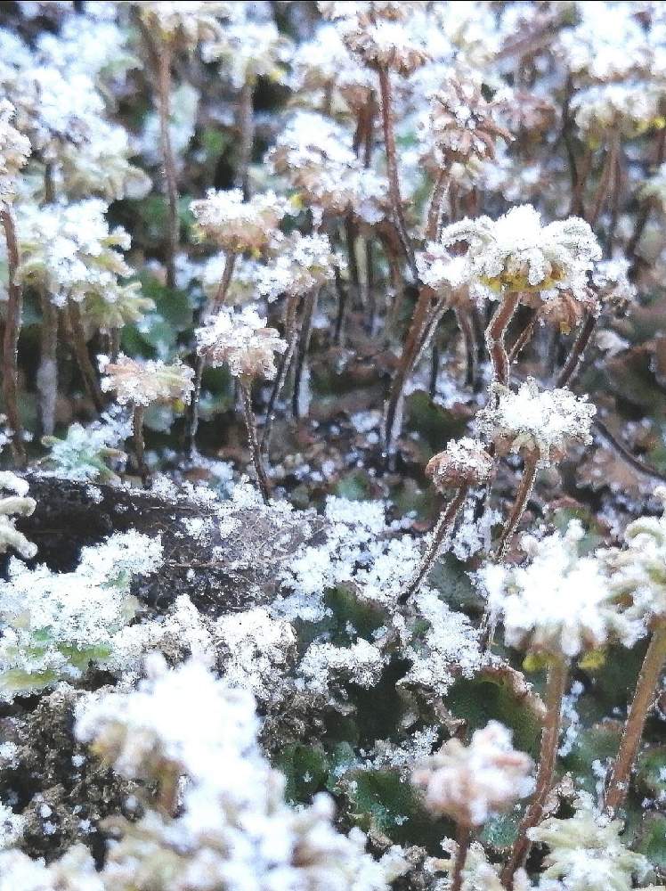 広い庭の画像 by 風の駅さん | 広い庭とゼニゴケの雌株と苔 こけと降雪と氷点下と苔真下(コケました)と農業スパイク(長靴)撮影と雪景色と雪景色(福島県)と冬景色(福島県)と氷点下の美と火曜はマクロの発表会と苔苔探検隊