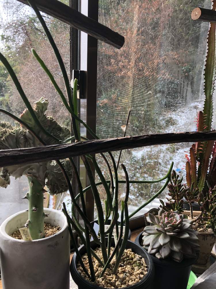 部屋の画像 by アマリリスさん | 部屋と多肉植物とHTCとキュンキュン乙女倶楽部と医療・介護の皆様に感謝とHTC.247とアリエル☆エケベリアとユーホルビア属とひやみかち首里城!とゴーラム☆とユーホルビア オンコクラータとユ―フォルビア・マハラジャとキュンキュン乙女倶楽部NO、230と広島市とたにおたくらぶとたにおたくらぶNO134と㊗️四周年記念投稿