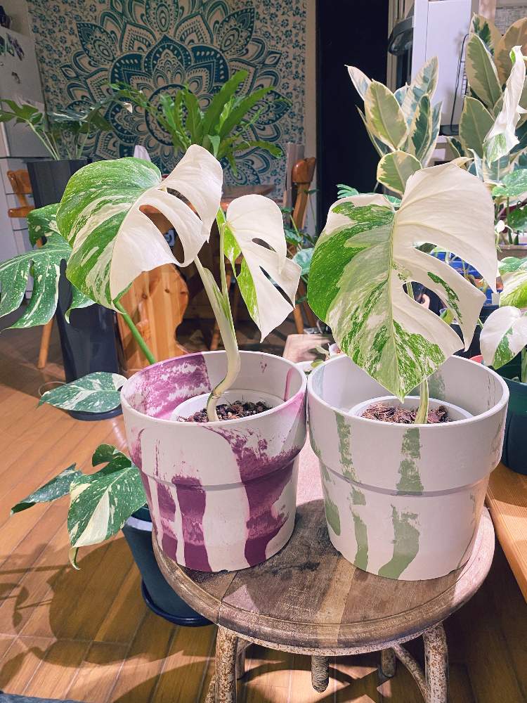 部屋の画像 by YOKOさん | 部屋とモンステラ・ボルシギアナ・バリエガータとMONSTERA DELICIOSA VAR BORSIGIANA WHITE VARIEGATEDとモンステラ属とお誘いと 斑入りモンステラと成長が楽しみ♡と葉っぱlove♥と可愛い♡とハーフムーンと斑入り好き♡とcute♡とアロイドとモンステラ ボルシギアナ ヴァリエガータとサトイモ 科とモンステラ好きっ♡とモンステラらぶ♡とLED栽培