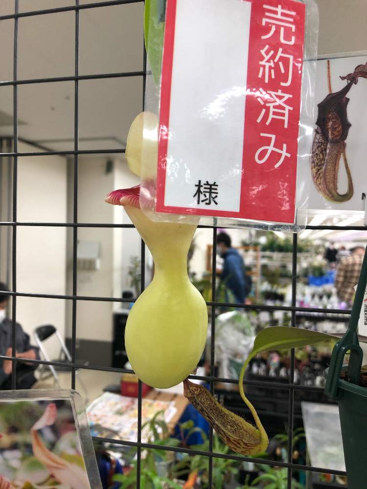 お出かけ先の画像 by レポートを書き込んでいますさん | お出かけ先とネペンテスとウツボカズラとネペンテス・ベントリコーサと観葉植物と食虫植物とネペンテス属と食虫植物・ウツボカズラとサンシャインらん展と美しいと珍奇植物とネペンテス原種と丈夫!