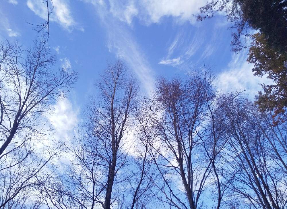 お出かけ先の画像 by 陽だまりの中で……さん | お出かけ先と木のある風景と空を……☆★☆と雲仲間