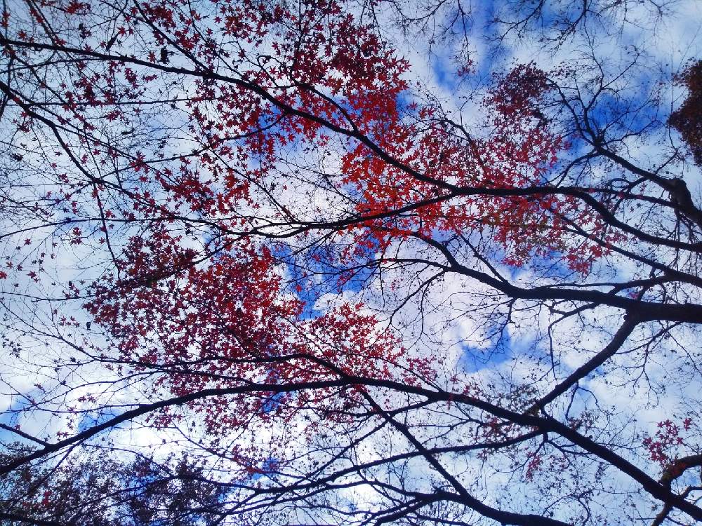 お出かけ先の画像 by 陽だまりの中で……さん | お出かけ先ともみじ⭐と木のある風景と空を……☆★☆と雲仲間