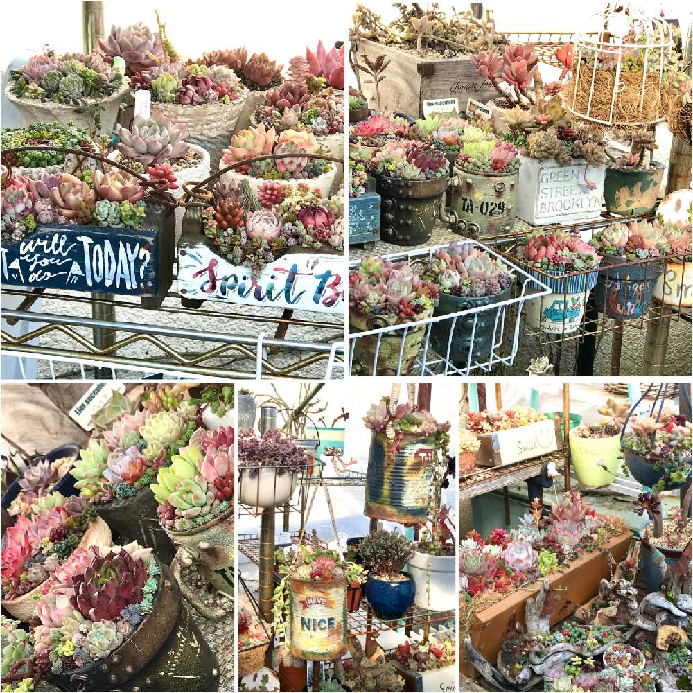 バルコニー/ベランダの画像 by hideさん | バルコニー/ベランダと多肉植物の寄植えとセダム属とオトメンズと多肉16同期と多肉植物と多肉男子とHTCと雑貨屋エンジェルドロップとジジババ同盟とozcoイラストとjunk arrowさんとベランダガーデニングとビザールファームとセダムセット希望とエケベリア属とタニラーとオブラー党と多肉植物の寄植とikuraちゃんとバルコニストとちまちま寄せ