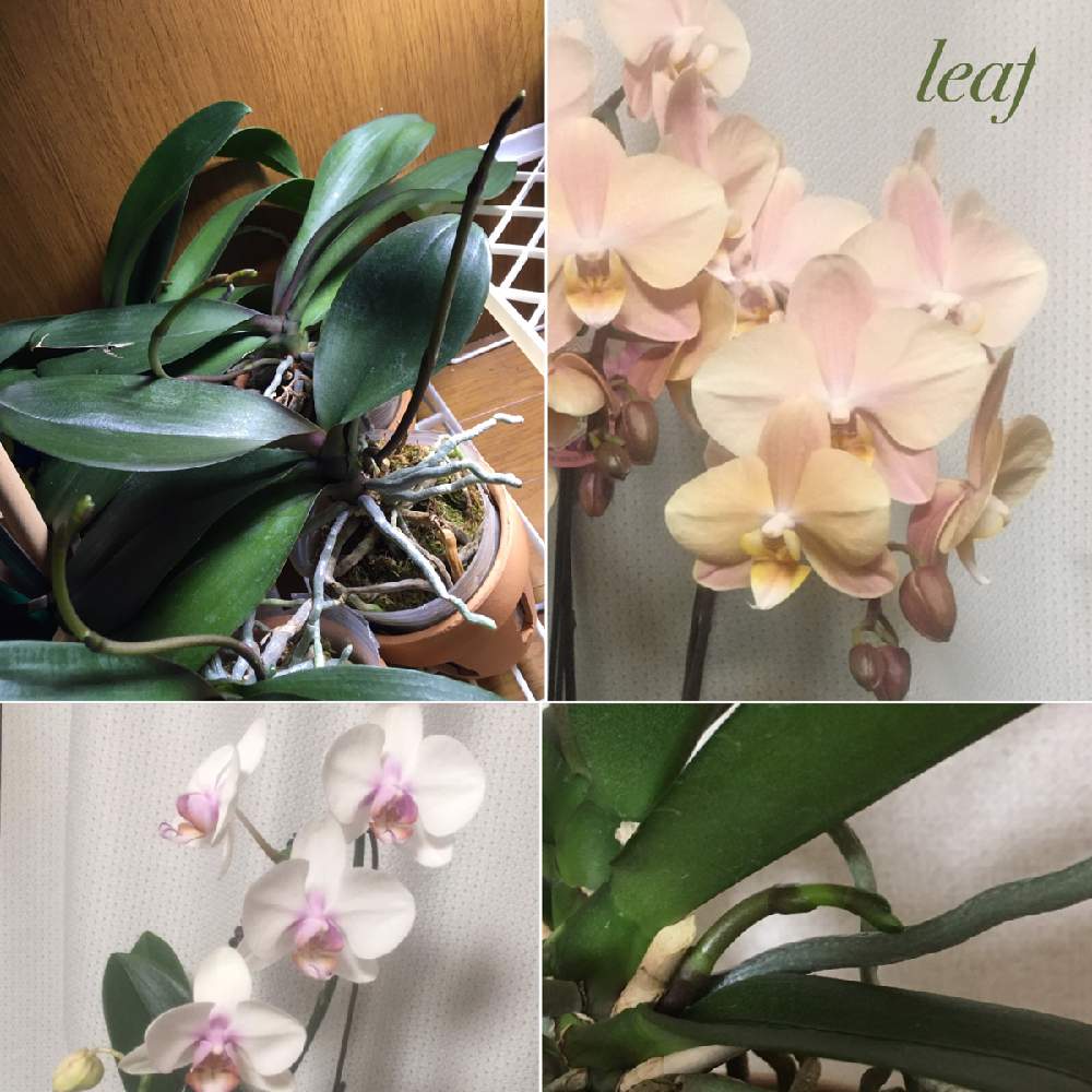 部屋の画像 by leafさん | 部屋とマザーチークとミキスマイルと観察とアーティスティックとありがとうと成長と胡蝶蘭 ミディとバルコニストとΣインスパイア!!!