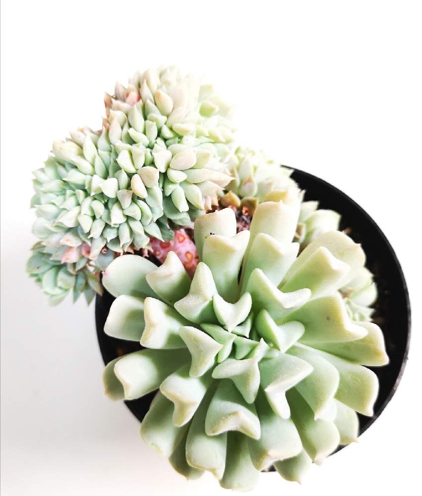 バルコニー/ベランダの画像 by eyeさん | バルコニー/ベランダとクラウド綴化とEcheveria runyonii 'Cloud' f. cristataと☆eye☆群生する多肉とエケベリア属 クラウドと☆eye☆綴化とふるさと納税と☆eye☆エケベリア属とルンヨニー クラウドと☆eye☆か行とAltman PlantsとEcheveria 'Cloud' f. cristataとEcheveria runyonii 'Cloud' f. cristataとGREEN ROOMと☆eye☆交配種と☆eye☆ら行と☆eye☆ふるさと納税・GREEN ROOMと☆eye☆黒タグ GREEN ROOMと八ヶ岳 GREEN ROOMとeARTH SUCCULENTSとふるさと納税・富士見町とBROMELIA GIFUと八ヶ岳育ち多肉植物 eARTHコレクション・3.5号