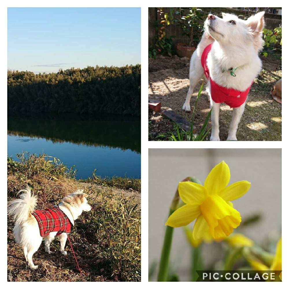 お出かけ先の画像 by そよ風(ちなみ)さん | お出かけ先とミニ水仙テータテートとcanonと私の花の写真とガーデニング大好きと花の好きな方と繋がりたいとおうち園芸とわんわん祭とまいがーでんとミラーレス一眼と花のある暮らしとチーム愛知