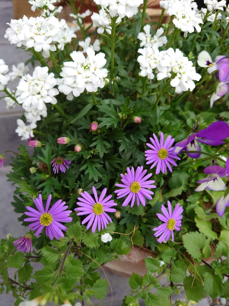 玄関の画像 by まめさん | 玄関とイベリスとブラキカムと寄せ植えと バコパとイベリス スノーサーファー。とおうち園芸