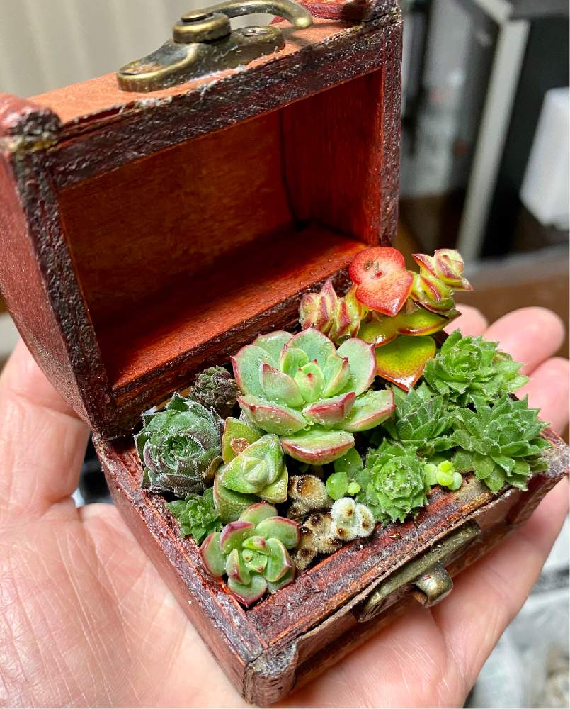 部屋の画像 by hanahiroさん | 部屋と多肉植物と寒さに負けないとミニ多肉とアンティーク雑貨と春よ来い、早く来いとSeria雑貨と多肉のある暮らしと養生中多肉と寒さに負けるな多肉ちゃん☆とミニ多肉ちゃんと高まるガーデニング熱と春はまだか~!?と多肉寄せ植えとこの世は美しさで満ちていると植物に癒されてとミニミニ多肉とお部屋と多肉植物