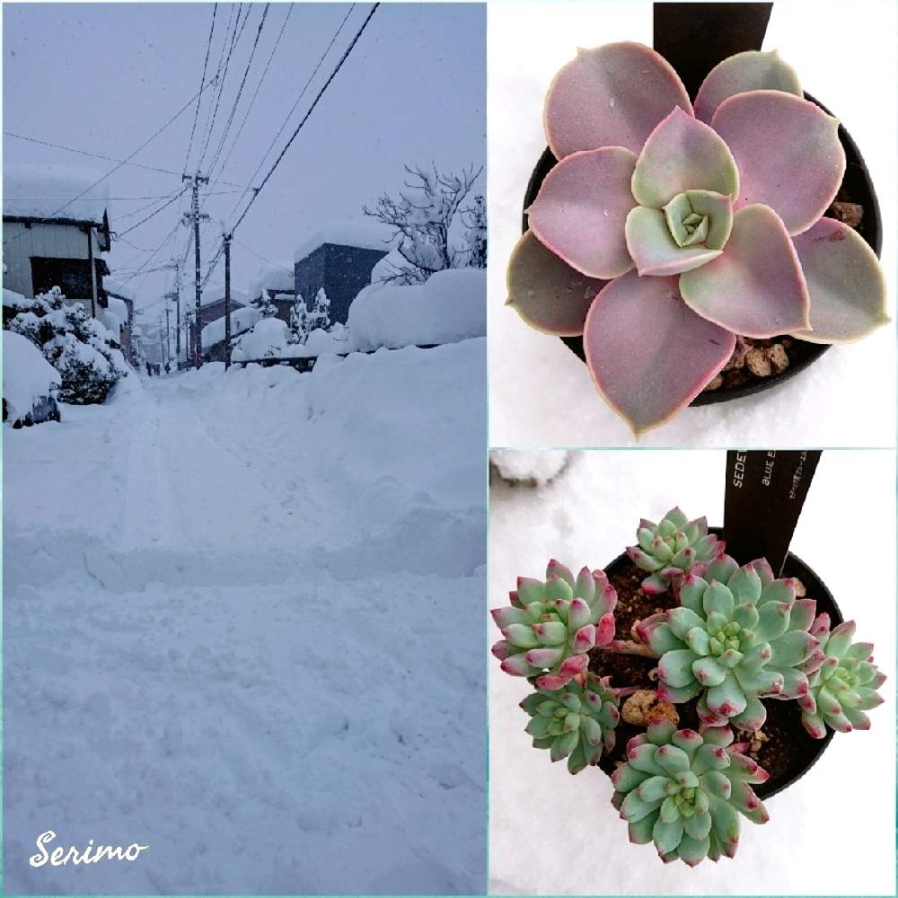 車庫の画像 by セリモさん | 車庫と多肉植物とふゆと多肉大好きと雪景色と多肉のある暮らしとわが家の多肉さんとパールフォンニュルンベルク❤とブルーエルフ♪