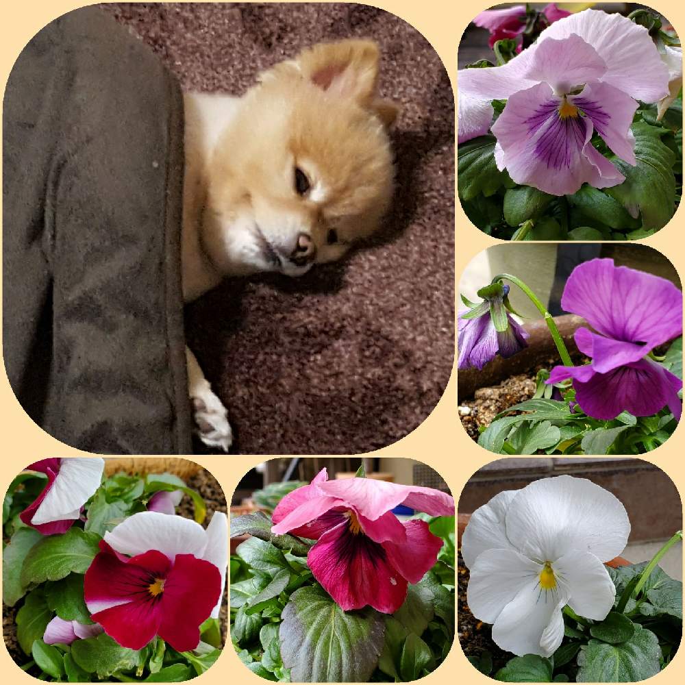 の画像 by こたさん | パンジーとにわの草花とお花に感謝とありがとう♡と花と緑とこたろう♪とおうち園芸とワンワン祭りと小さな幸せ