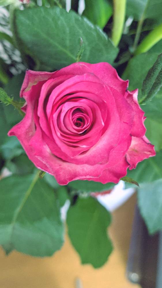部屋の画像 by ジュリアーノさん | 部屋とばらとばら バラ 薔薇とピンクの花とピンクベージュ色のバラと月曜日にはバラをと花のある暮らし
