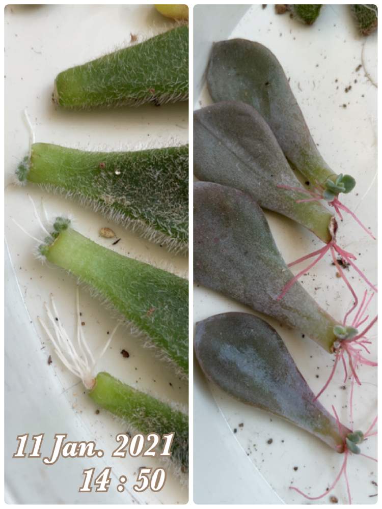 部屋の画像 by らぶさん | 部屋とボンビシナとデビーと多肉植物初心者と多肉植物とおうち園芸と北海道タニラーとエケベリア属と多肉女子とタニラーと小さな小さな庭と葉挿し
