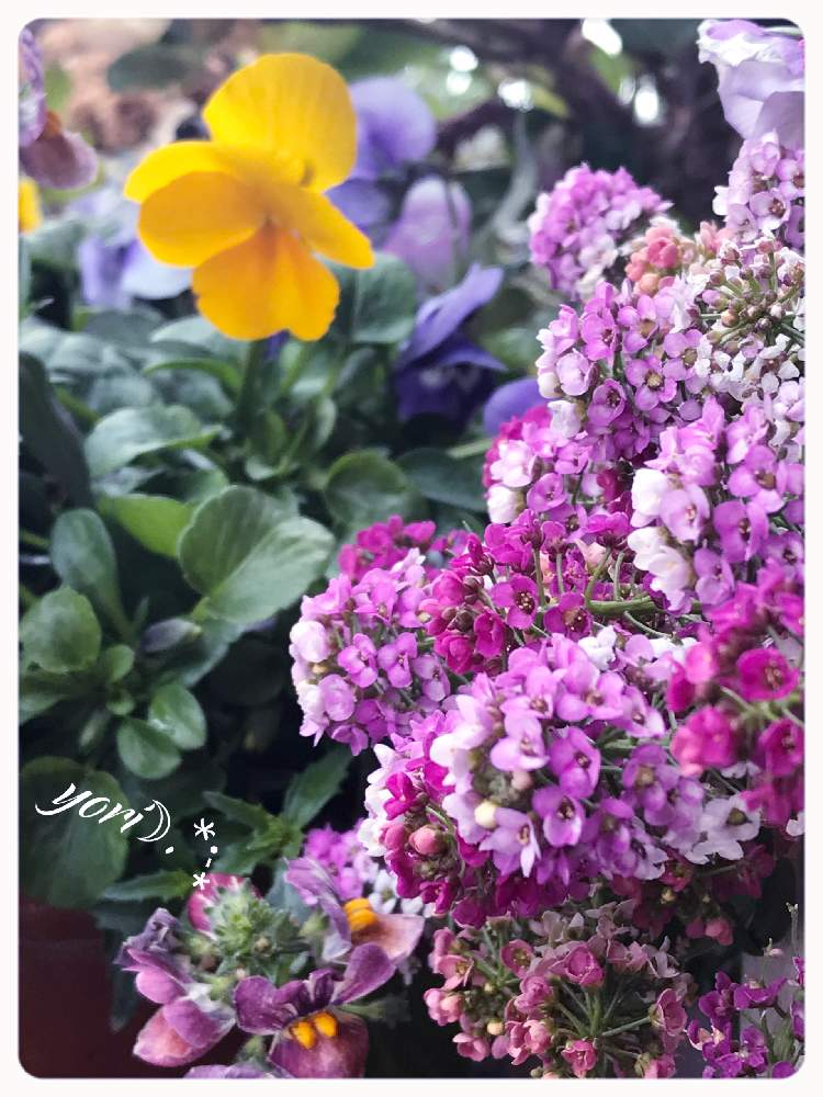 小さな庭の画像 by yori☽︎︎.*·̩͙さん | 小さな庭とアリッサムとビオラとピンク好き♡と体調に気をつけて!と可愛い♥️と(*˘⌣˘*)✿ฺ。こんにちは!と感謝❤️と癒しの時間♡とチーム福岡と今週もよろしくです♡と今日に感謝♡