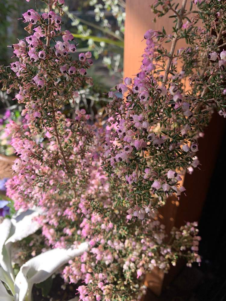 小さな庭の画像 by taesaiさん | 小さな庭と寄せ植えとおうち園芸とエリカ ピンクとエリカ…と鉢植えと花のある暮らしとチーム福岡