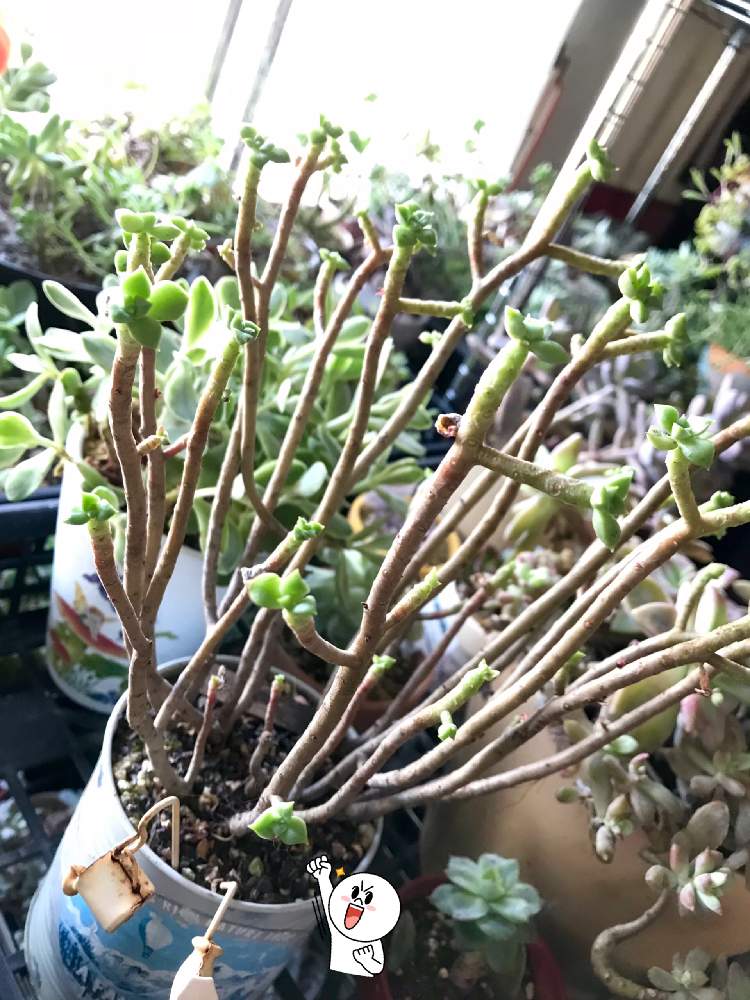 の画像 by hiichanさん | 棒の日とバラと夢CLUBと北海道とたにおたくらぶと室内管理と多肉植物専門店ビスタと グストとGS植物うちなーぐち会