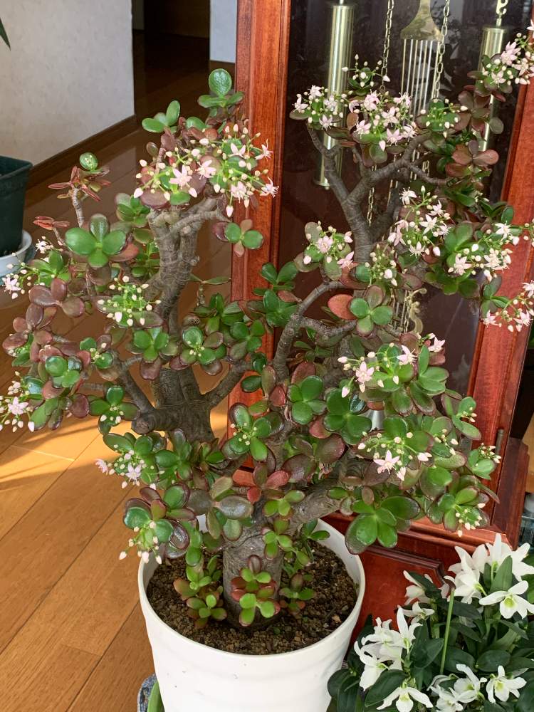 階段/廊下の画像 by キムチさん | 階段/廊下と金のなる木と山形とイキイキ✨と植中毒と良かった❣️と我家に根付くとわが家の家宝と春よ来い