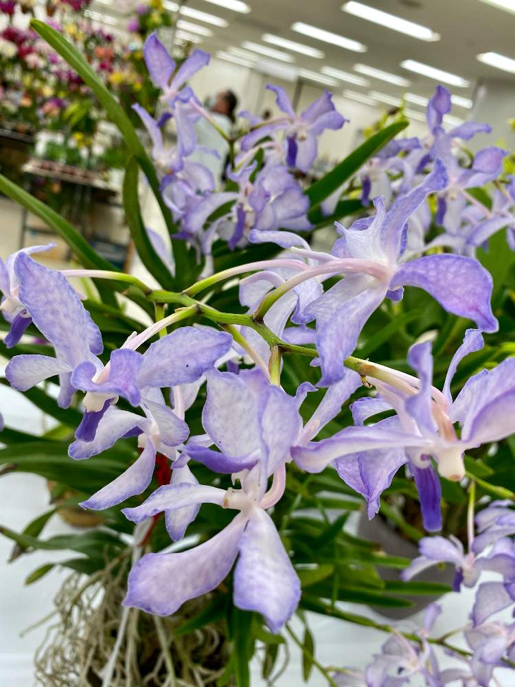 お出かけ先の画像 by さいたまさん | お出かけ先とらんの花とSC らん展 2021と池袋が好きと花びらの魅力✨とサンシャインシティ 世界のらん展 2021