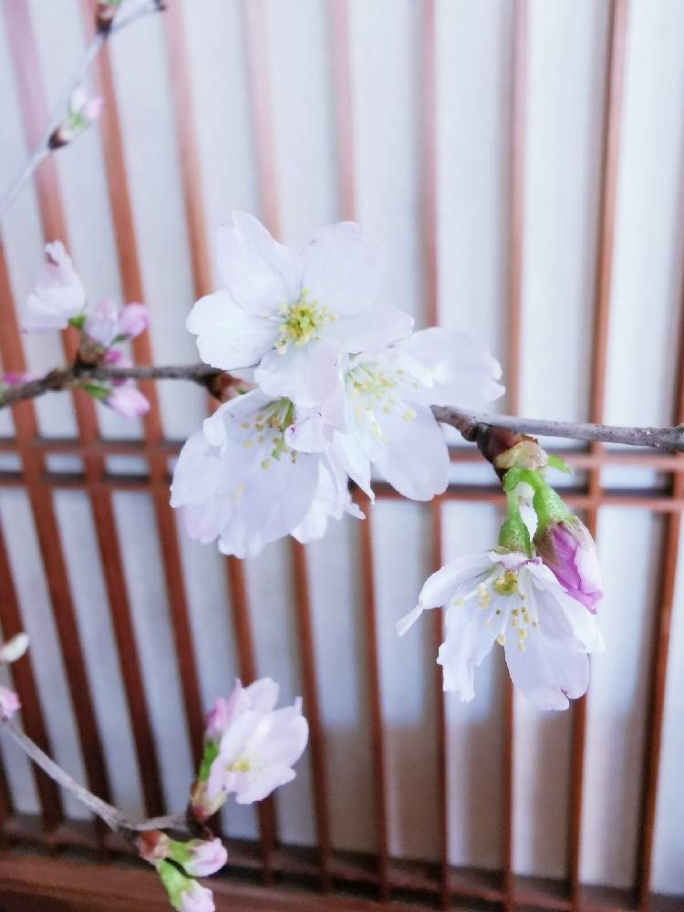 の画像 by マカロンさん | 啓翁桜.と小さな幸せ❤とflowerと花のある暮らしとおうちで自然を感じる