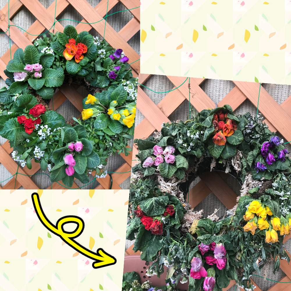 の画像 by ヒロコni nさん | 庭の花たちとフラワーアレンジ♪と緑のある暮らしと癒しの草花と花のある暮らしと元気をくれる草花と冬のアレンジと我が家の庭先