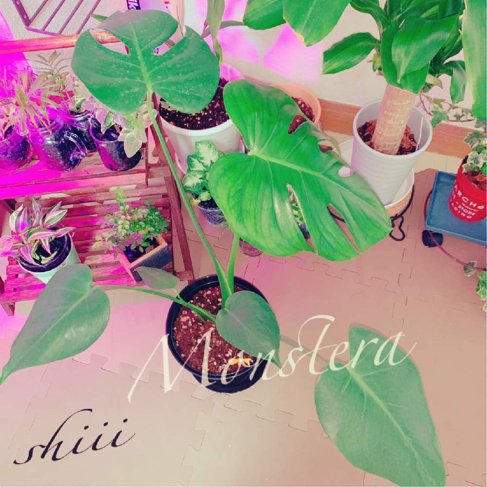 の画像 by しのっこさん | モンステラと観葉植物と仲間入り♡とネットショップやってます