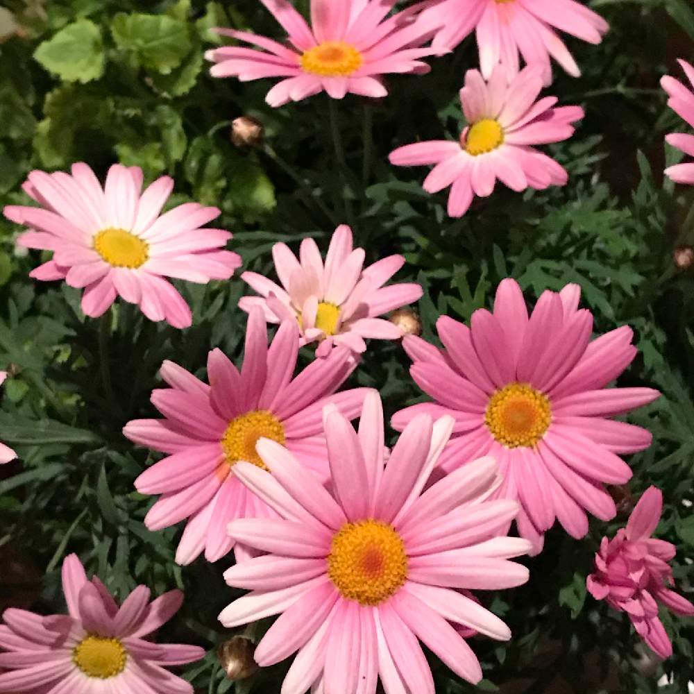 バルコニー/ベランダの画像 by azusaさん | バルコニー/ベランダとピンク ぴんく Pinkとおうち園芸とPROVEN WINNERSとHappyな気分と鉢植えとガーデリンクと花のある暮らしとPWマーガレットローリーとかわいいとPWプルーブンウィナーズ