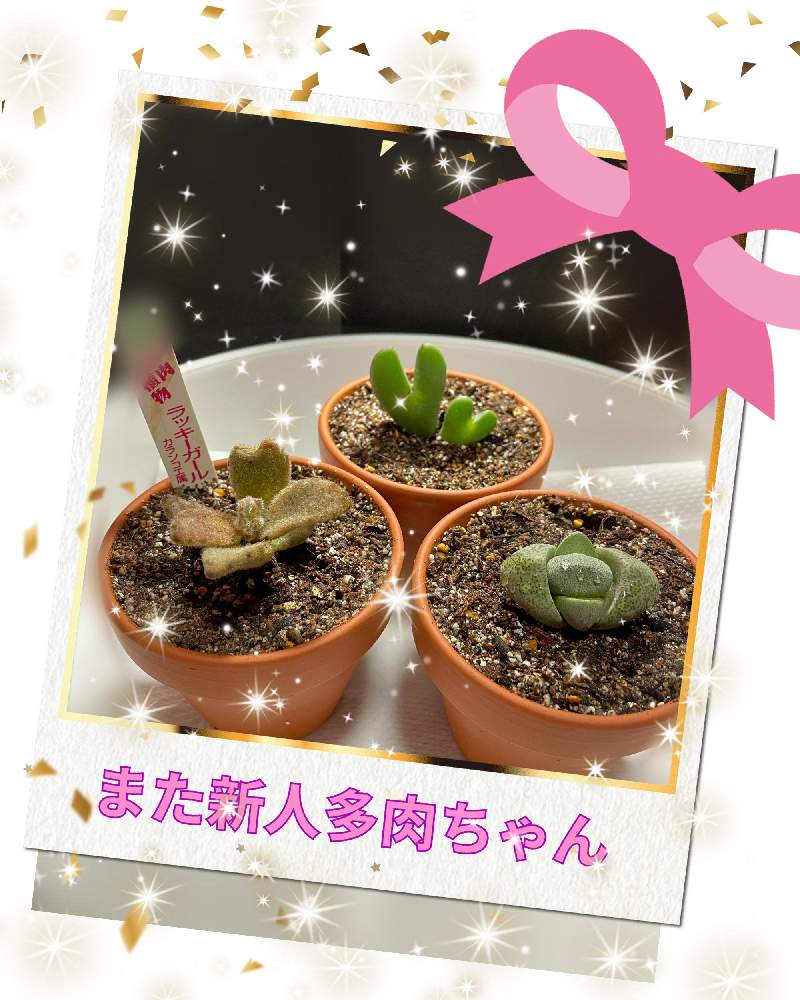 の画像 by anelaさん | 多肉植物とキョホウ☆とコノヒータム☆とラッキーガール…と相談とコノフィツム☆とハート型