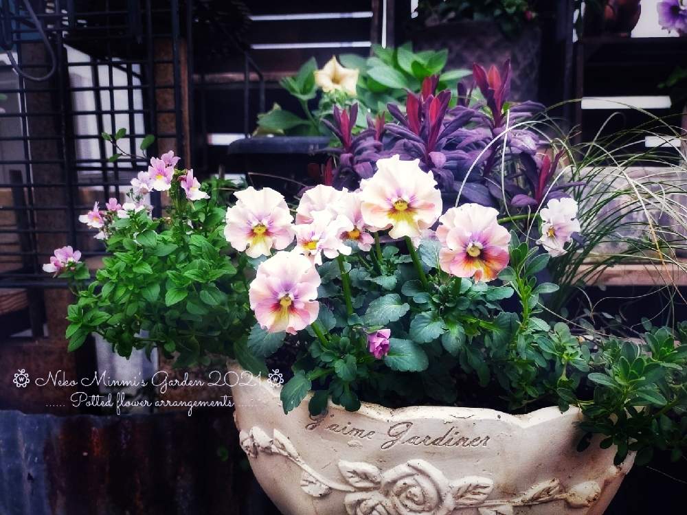 の画像 by 猫みんみさん | ビオラとみどりのある暮らしと植物のある暮らしと寄せ植えとふりふりビオラ ビオーレとビニールハウスと☆ワイヤープランツとおうち園芸とユーフォルビア ブラックバード Bとネメシア☆とガーデニング初心者とカレックス フロステットカールズと花のある暮らしと渋可愛い