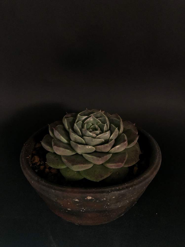 バルコニー/ベランダの画像 by hittyyさん | バルコニー/ベランダと多肉植物と植物のある暮らしとエケベリアエレガンスと緑のある暮らしと棘好きとエケベリア属とエケベリアエレガンスヒアリナと緑大好き❤とバルコニスト