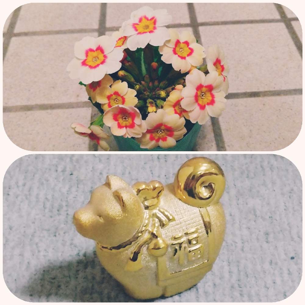 の画像 by なおみ♥さん | ジュリアンとジュリアン イルミネーション♡とコロナおしりペンペン( ・᷄ὢ・᷅ )とワンワン祭りとお花が可愛いと素敵❤とコロナ消えろ‼ビーム‼